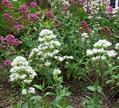 Jupiter's beard  ، spur valerian